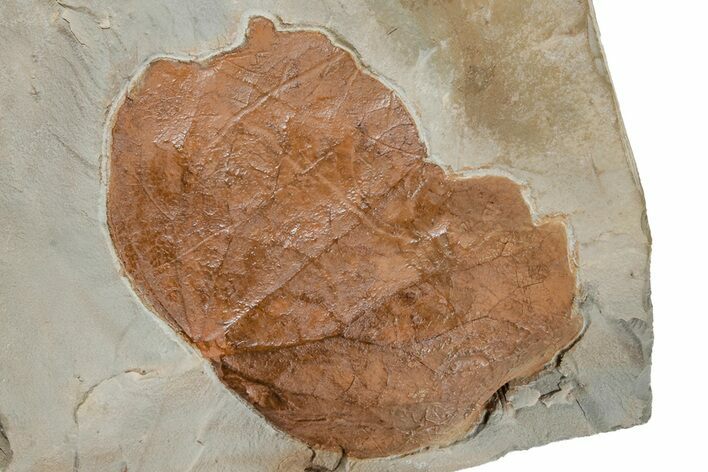 Fossil Leaf (Zizyphoides) - Montana #215517